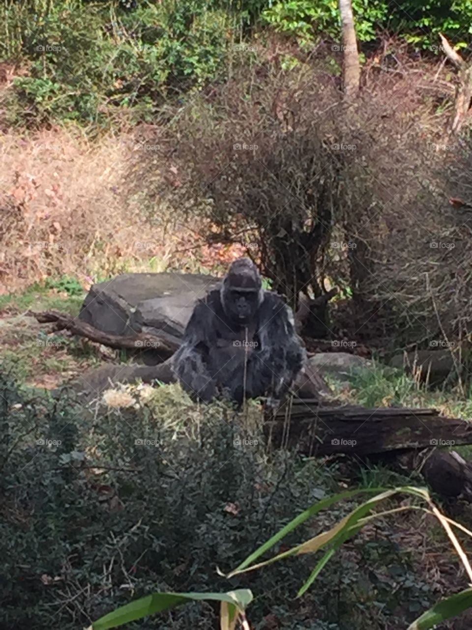 Sitting gorilla 