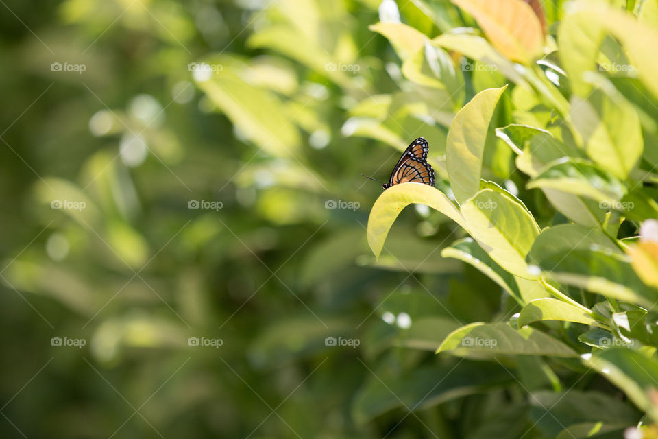 Butterfly in the tree