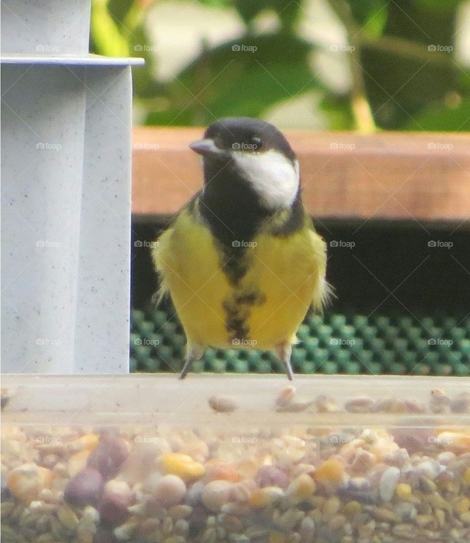 black tit