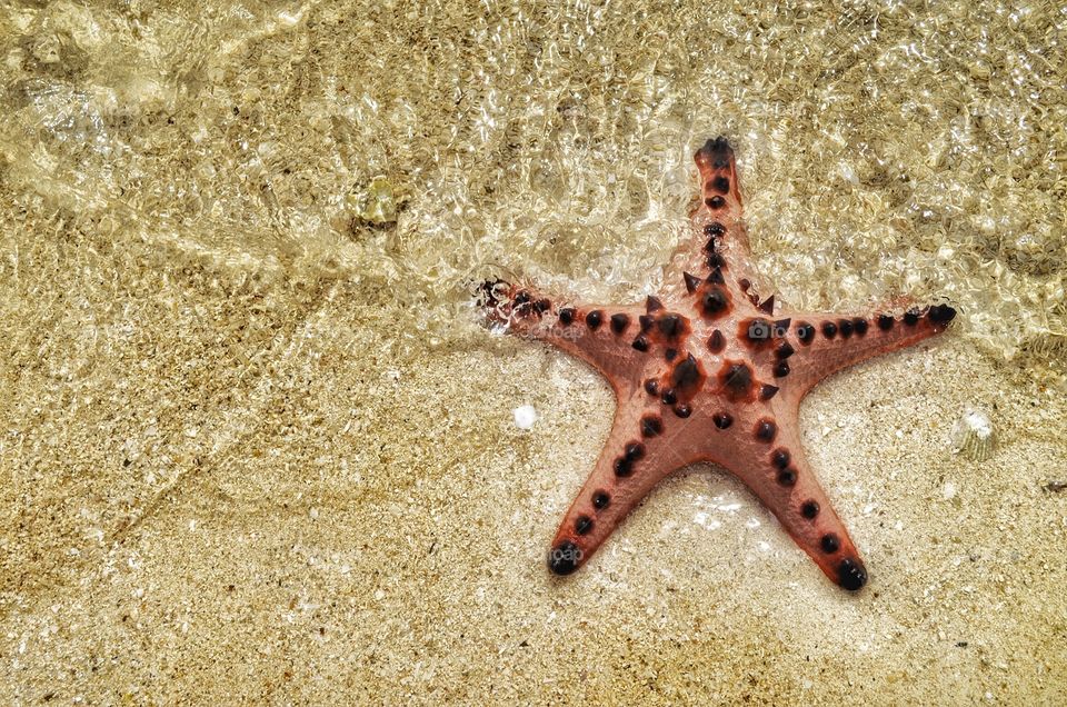 Starfish on sand