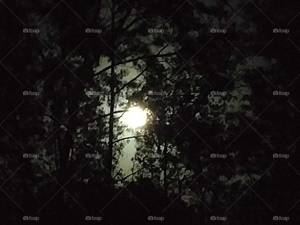 Moon thru the trees