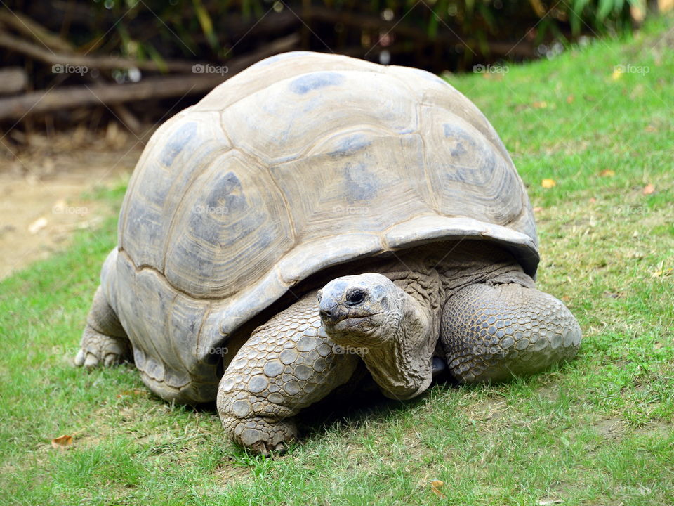 Giant tortoise