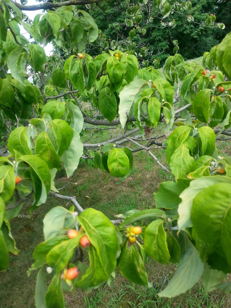 Agriculture, Leaf, Food, Fruit, Nature