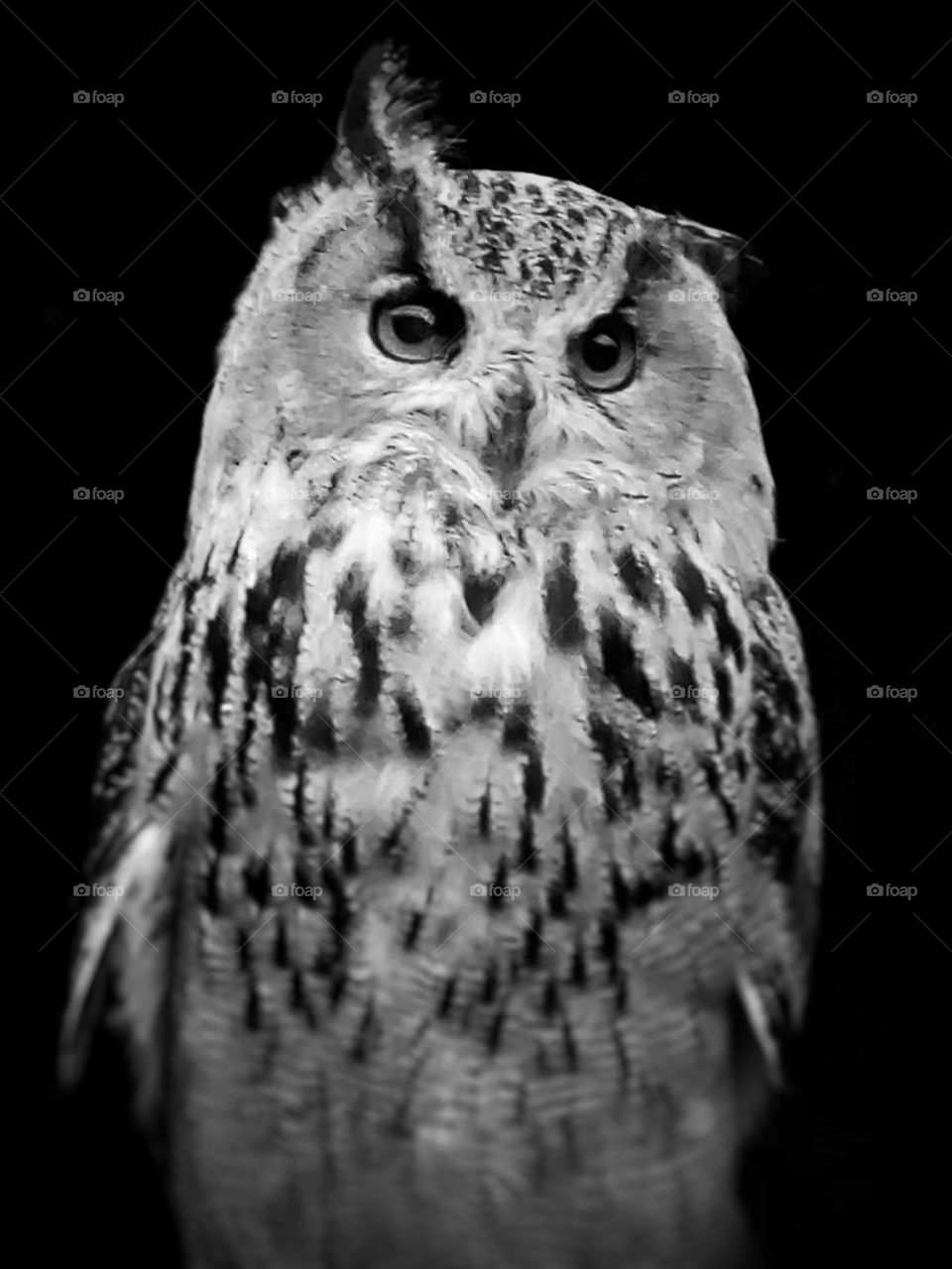owl