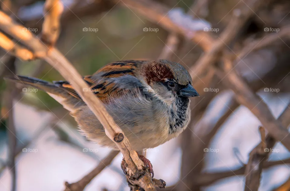 Bird