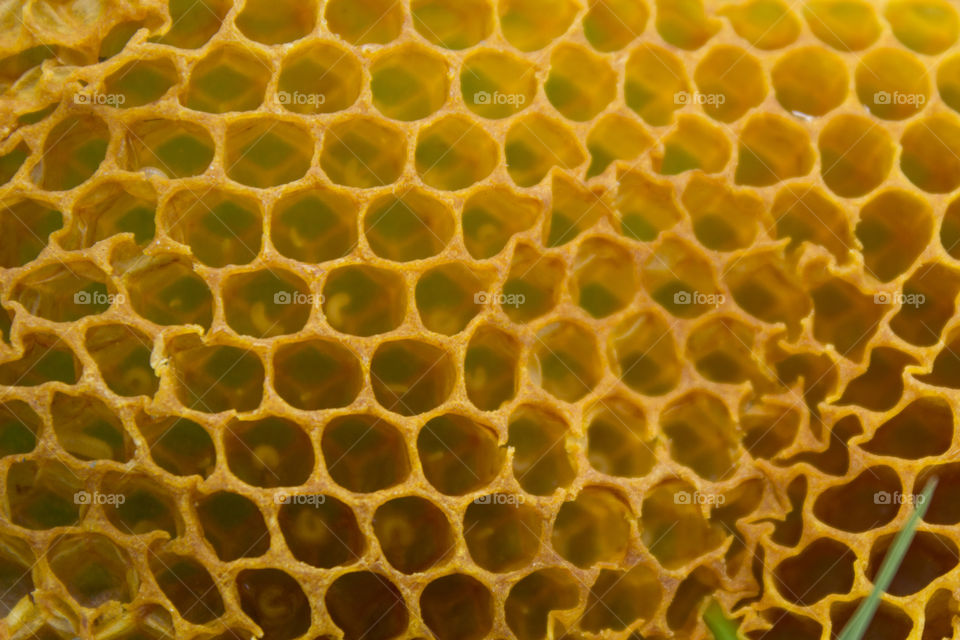 Bee larvae in beeswax