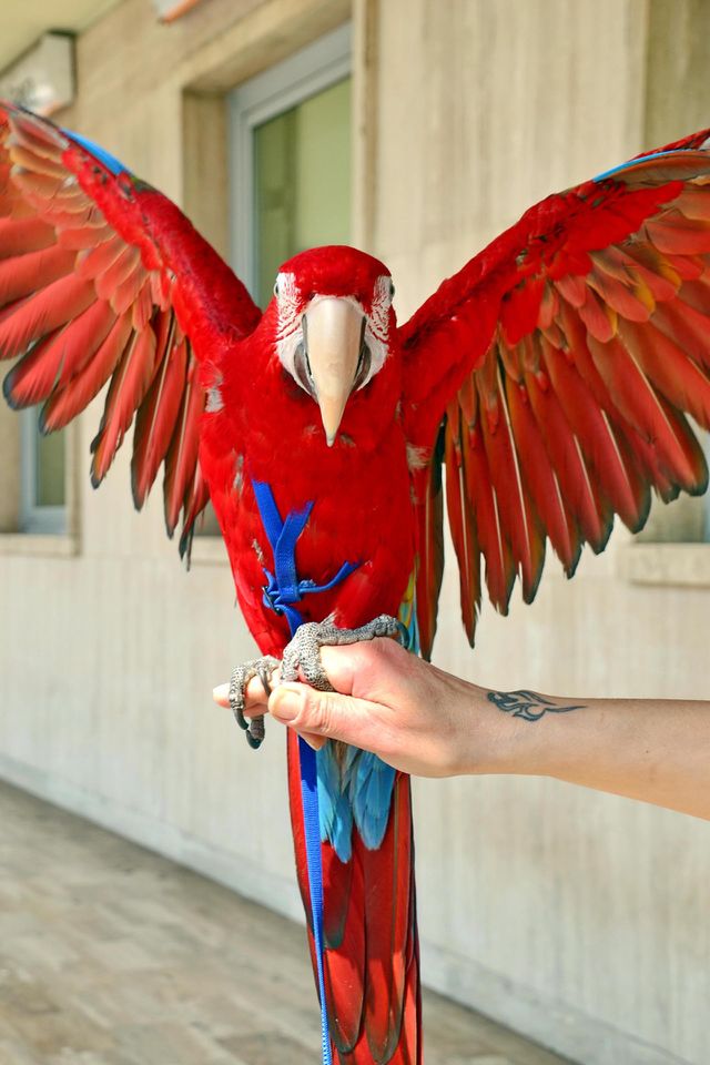red parrot