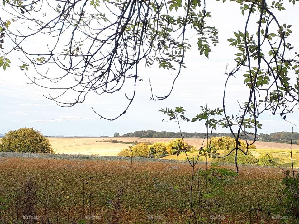 Landscape, Tree, Nature, Sky, No Person