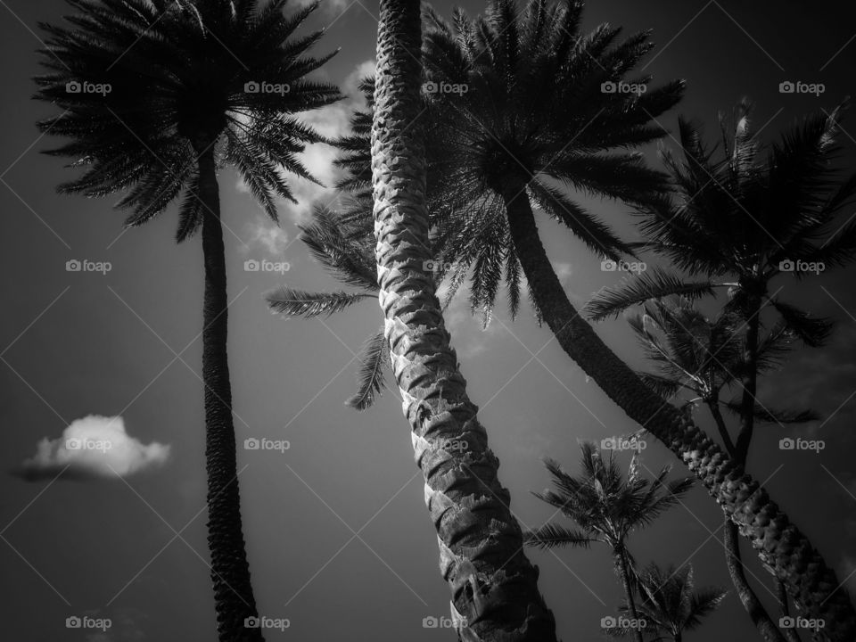 Group of Palm trees in black and white 