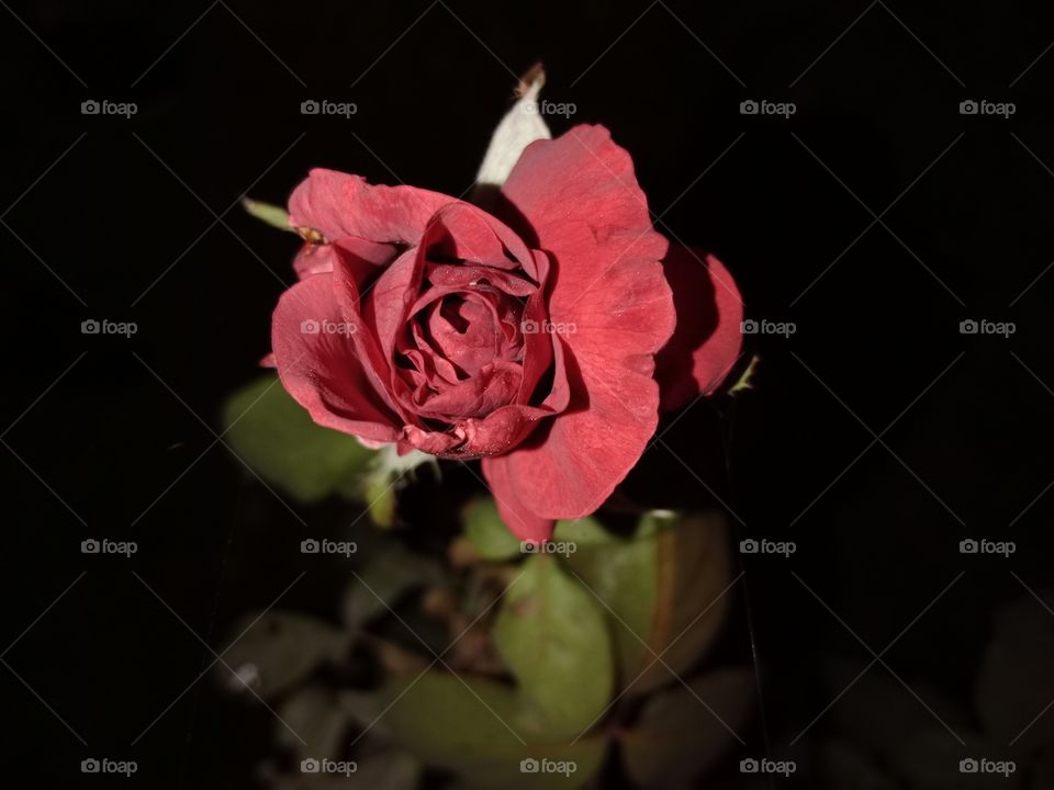 Red Rose Flower