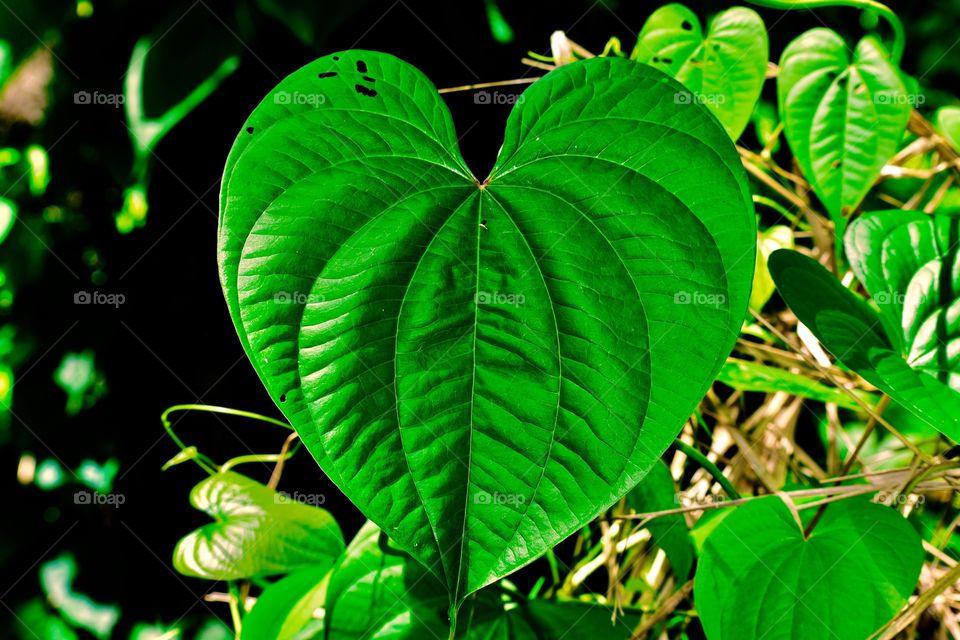 Heart leaf