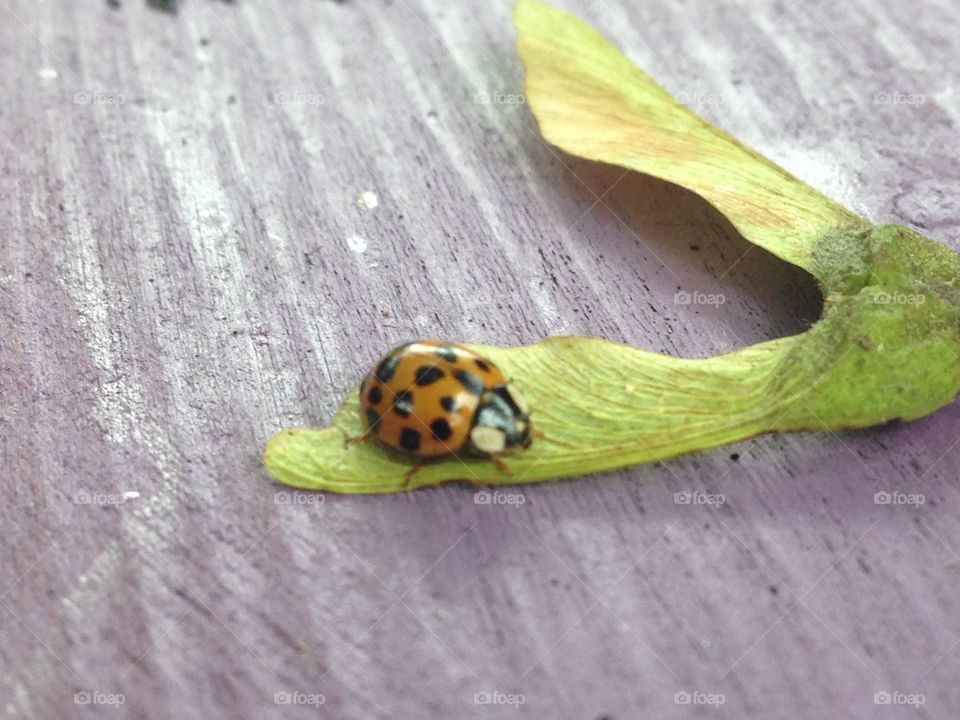 Nature, No Person, Leaf, Insect, Flora