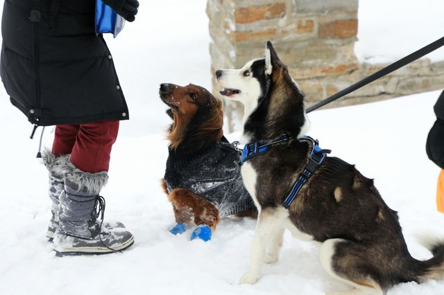 Dogs and mistress in the snow