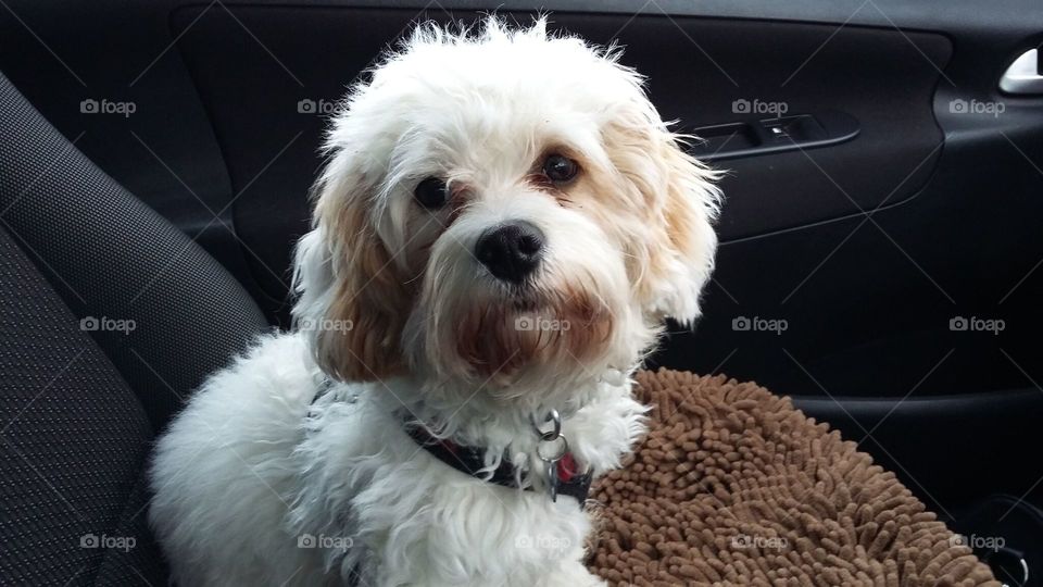 hi it's me again Hamish the Cavapoo just out for a ride in the car . of course i have my seat belt on .