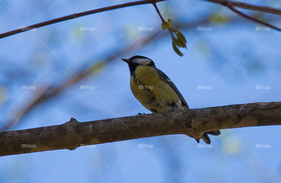 Bird, Wildlife, No Person, Animal, Tree