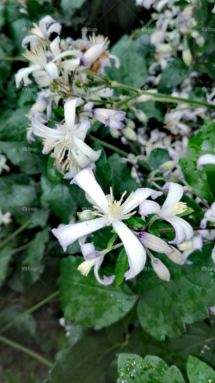 In the garden, after rain..