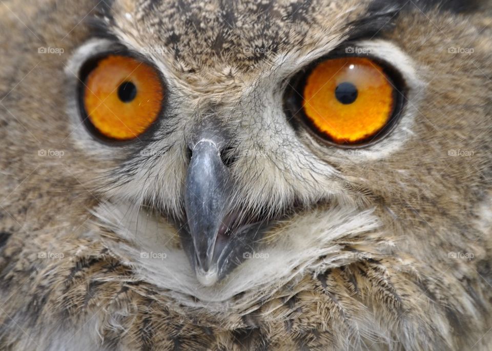 Owl eyes