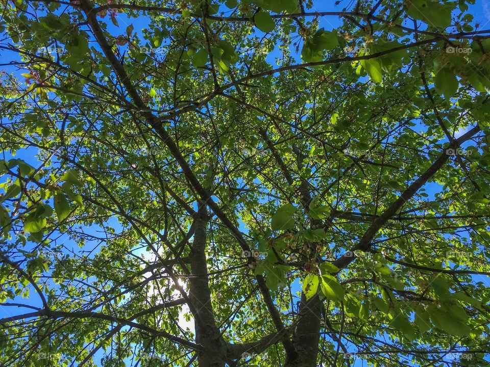 Tree with green leafs at a park in Malmö Sweden.