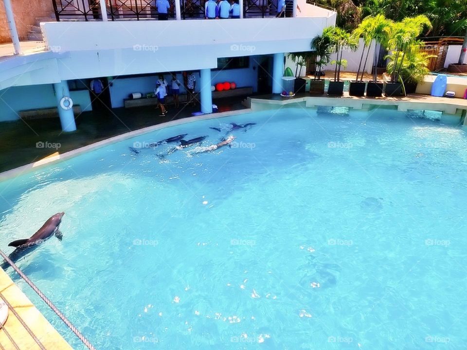 river creature atlantic child activity portrait beach fun coral natural family happy vacation dolphins playful island friendly animals fauna scuba landscape dolphin pod pool paradise travel snorkeling aqua view tourism flipper adventure undersea natu