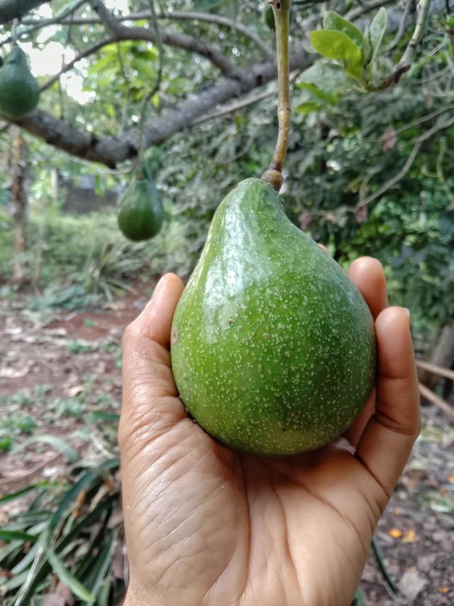 Avocado is a fruit that comes from a plant with the Latin name Persea americana. This plant originates from southern Mexico.