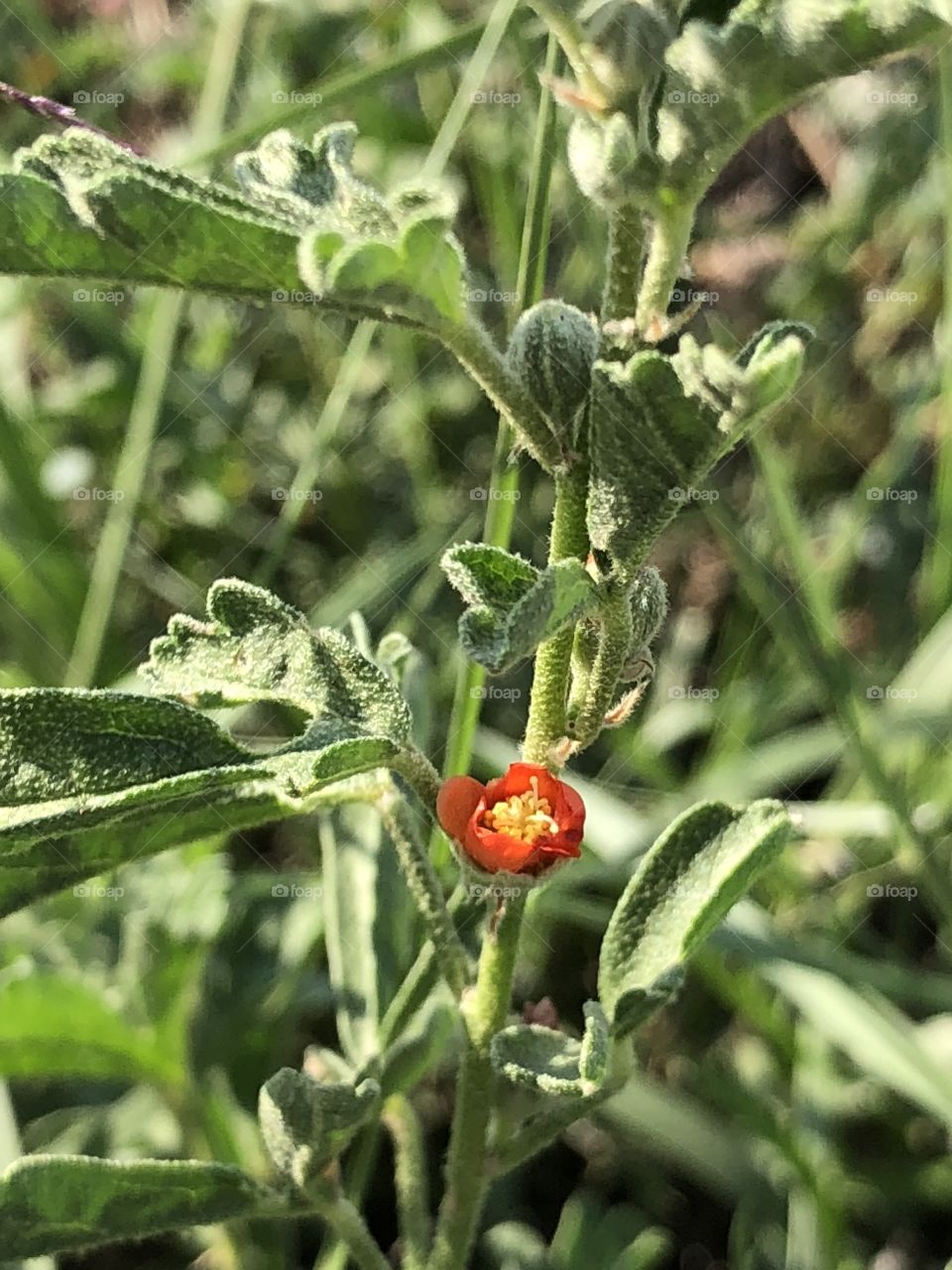 Another view of weed