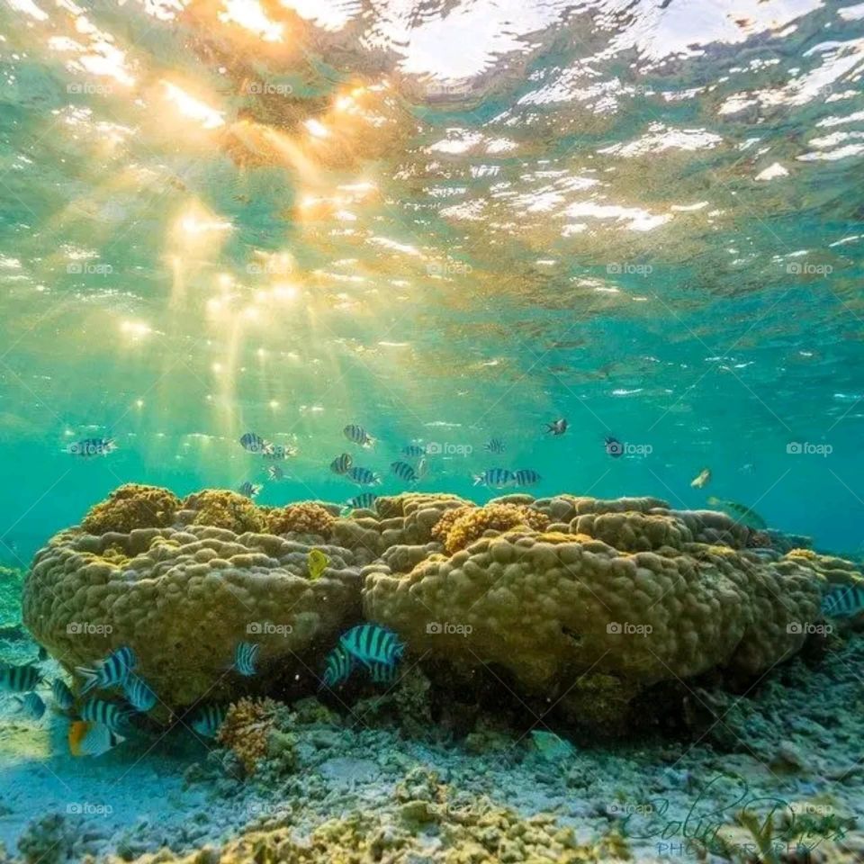 beauty under the sea of nature