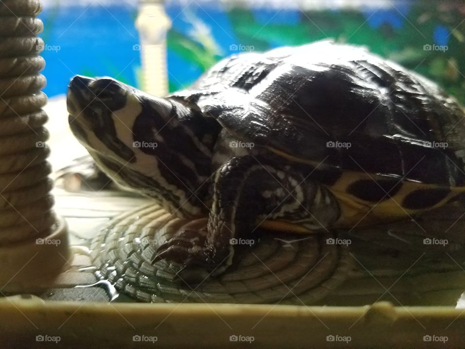 Leonardo Our Pet Turtle