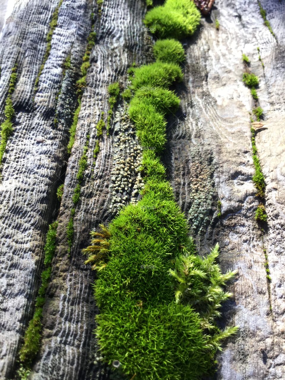 Moss Love
