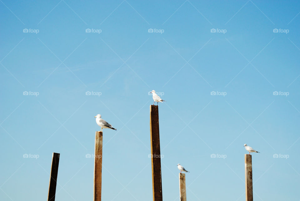 Seagulls stand on beach wood