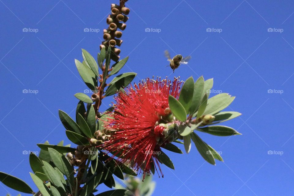 Eine Hummel umkreist einen leuchtend roten Zylinderputzer vor strahlend blauem Himmel – buntes Farbenspiel.