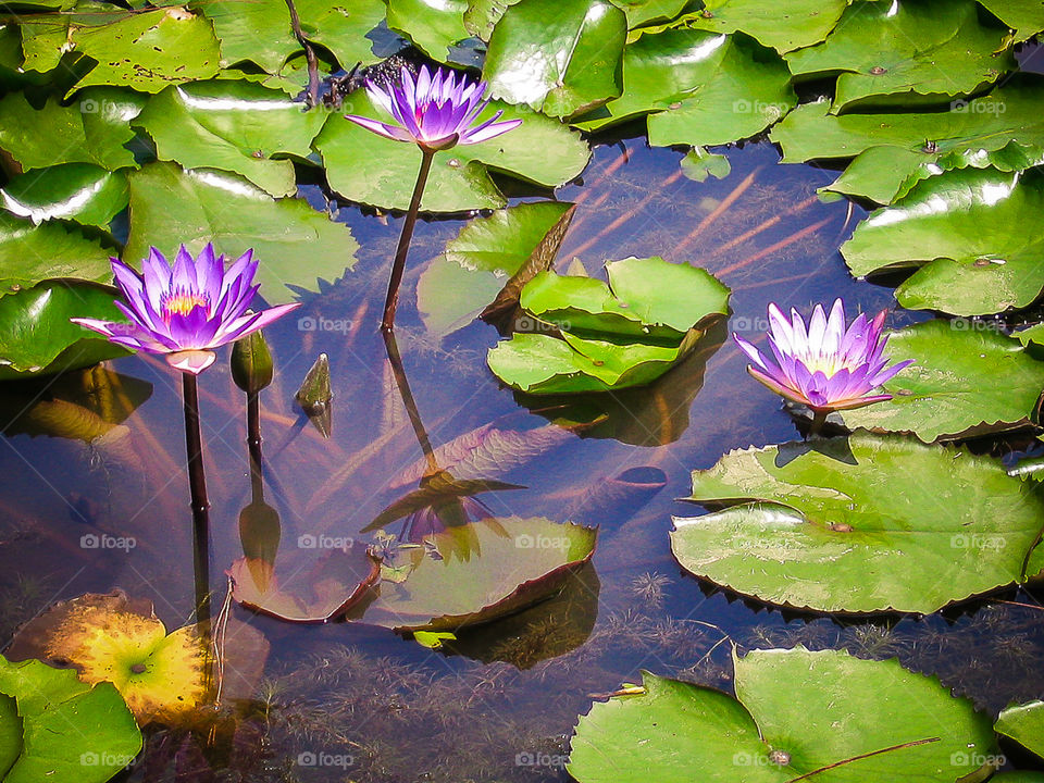 Water lilies