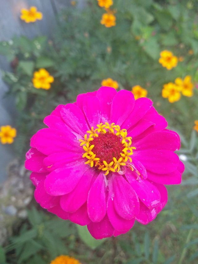 plant potraits flower lover blossoming trees amazing atmosphere and fresh Air 
📸 Muneeb bhat