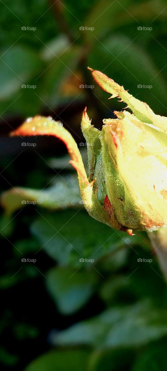 dew drops on a flower