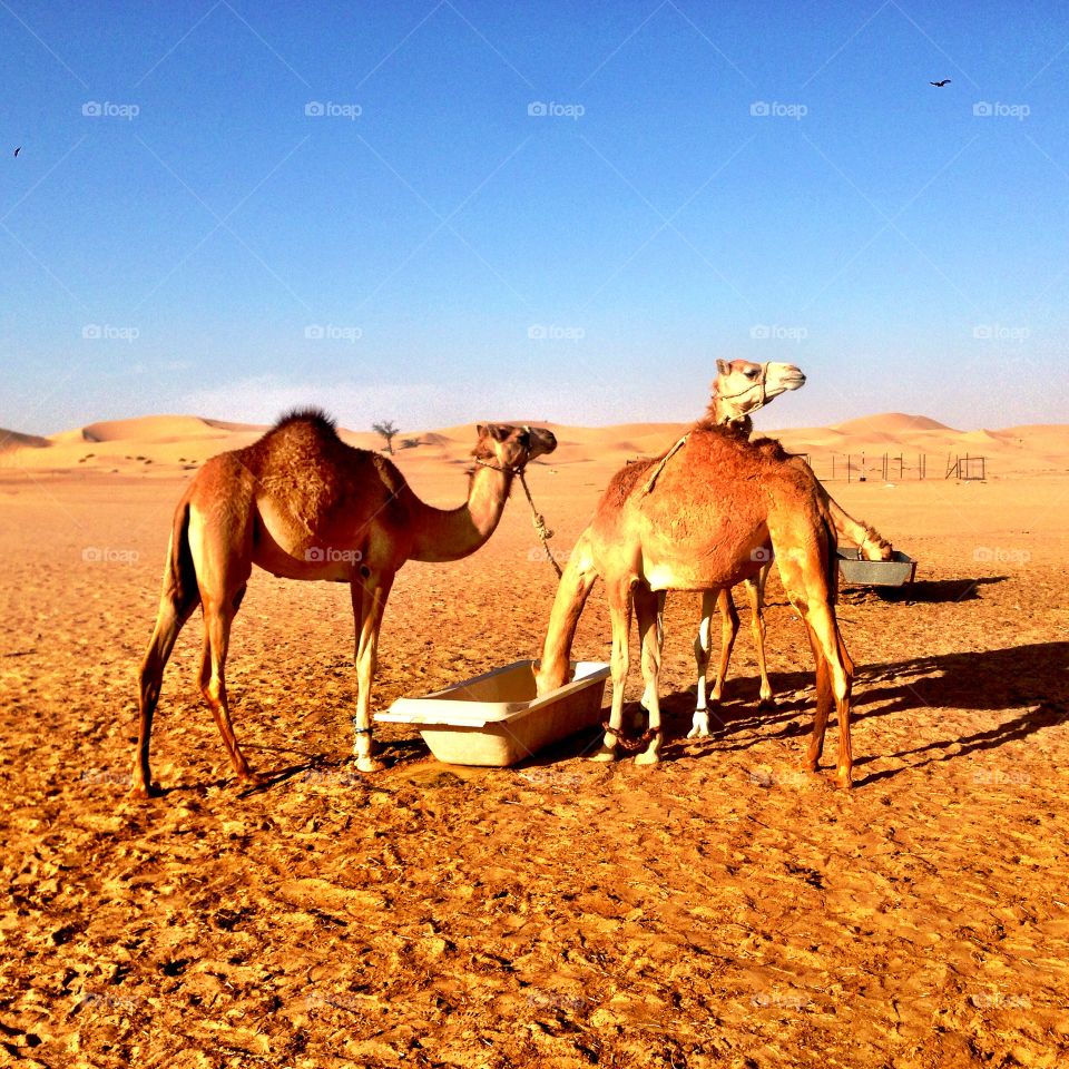 Camel Time. Camels feeding at a farm in Abu Dhabi. 