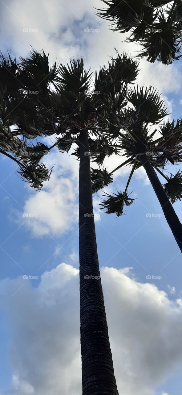 Heavy wind palm tree