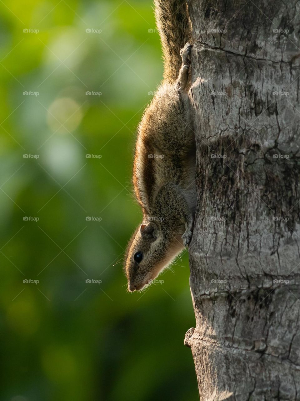 The Northern Palm Squirrel