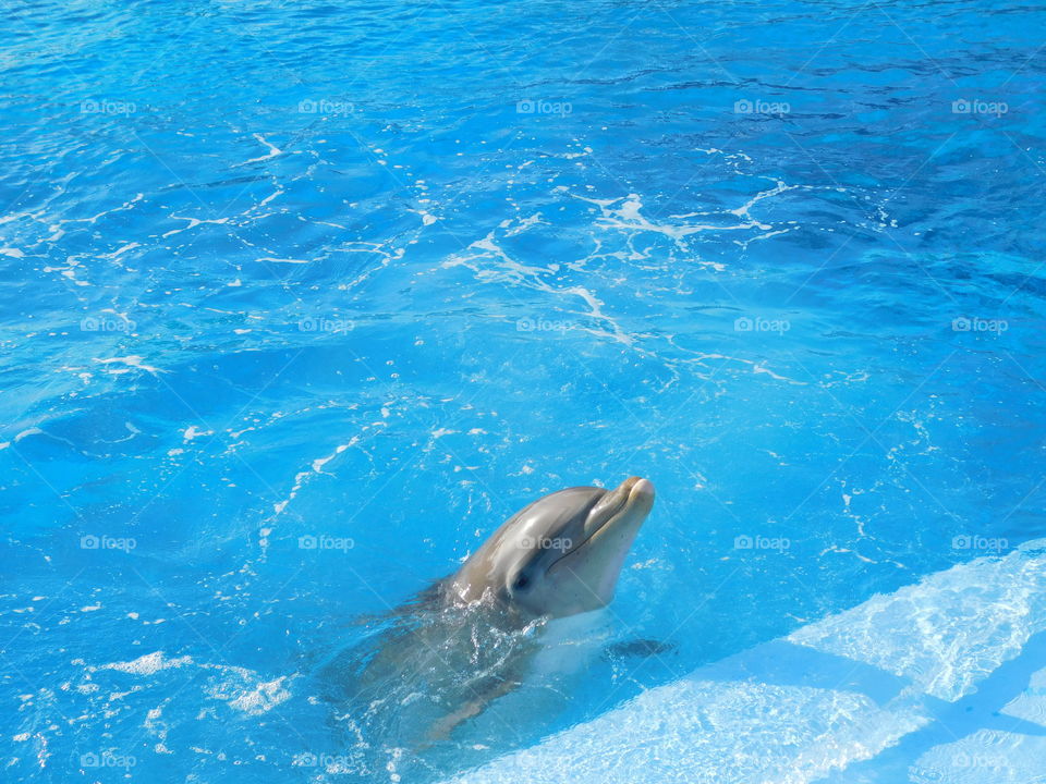 Les dauphins de Mundomar 