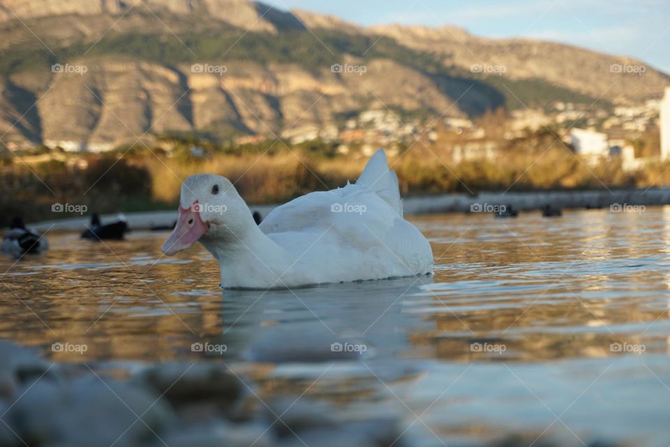 Duck#lake#mountain#nature#animal