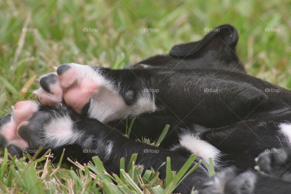 Puppy paws