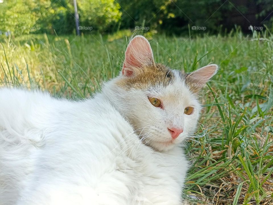 White fluffy male cat close-up. Animal photography