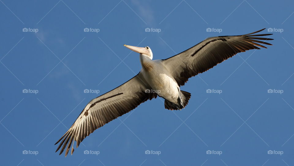 Australian Pelican