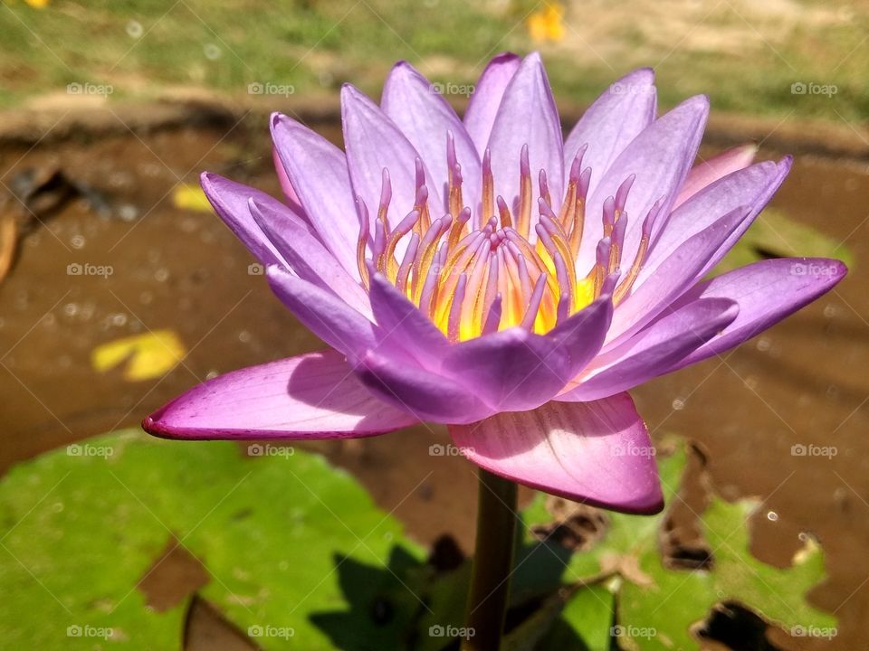 pure lotus