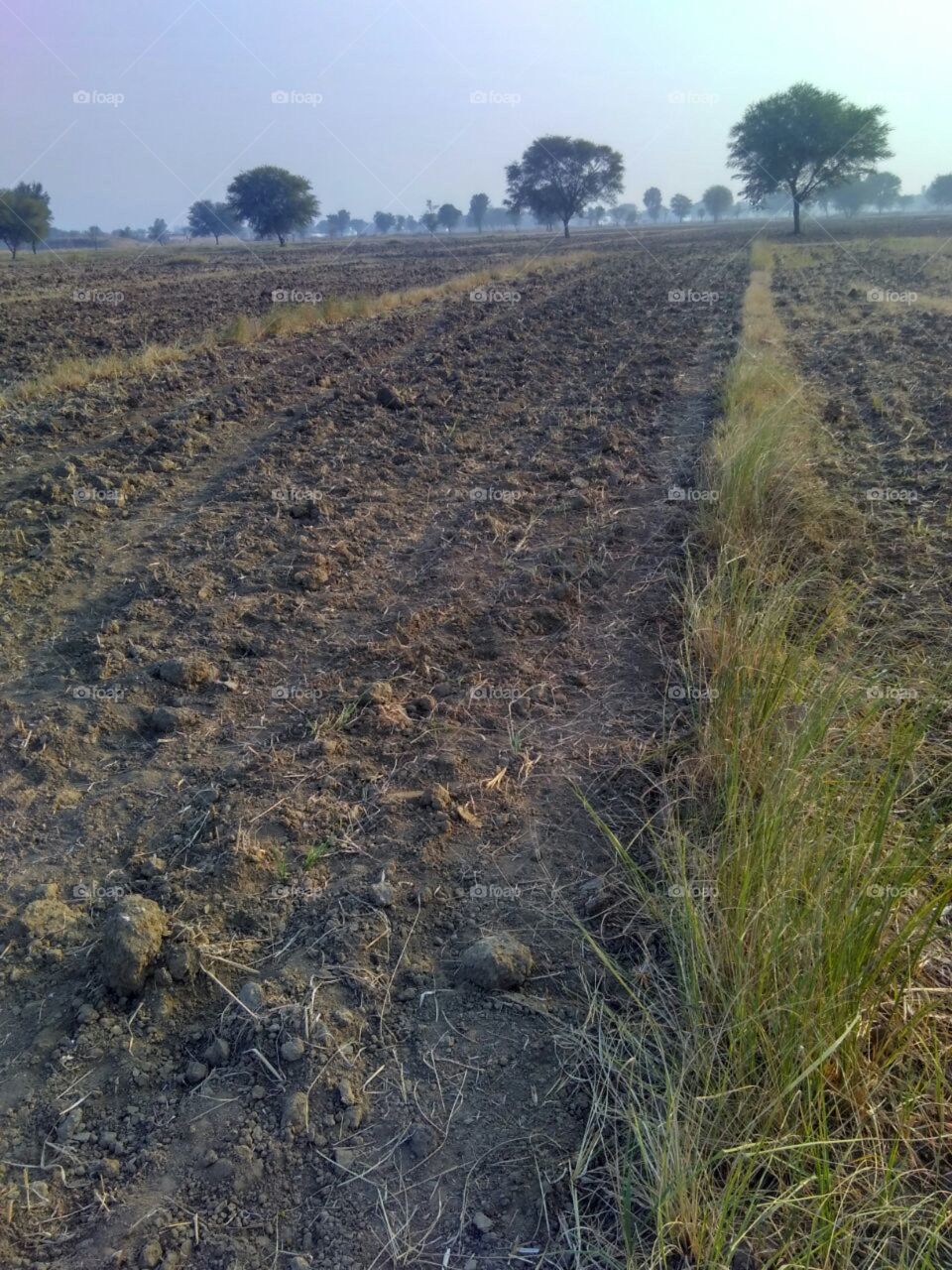 Agriculture Land or Plaugh Farms after reaping Millet Crop.Seprated By Green Grasss and Acacia (Babool) Tree.
Of District Karauli, Rajasthan India