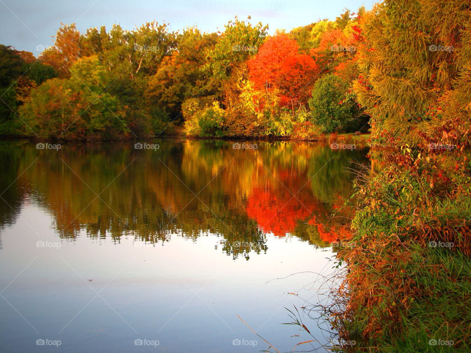 red trees lake autumn by landon