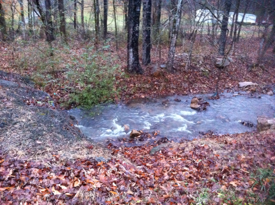 winter water woods rain by tonyalynn