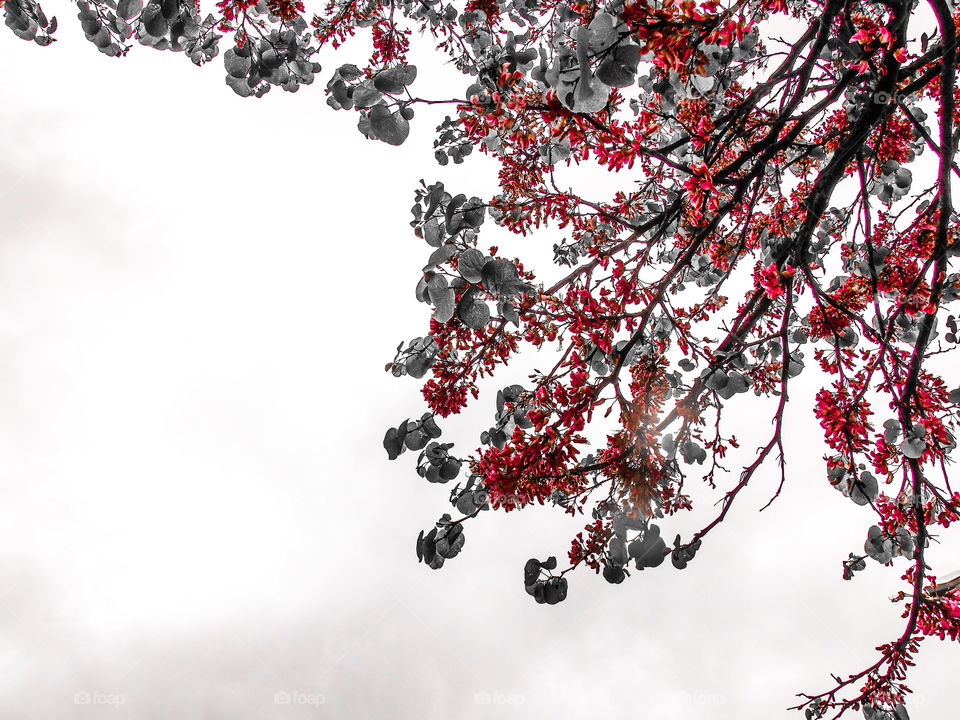 Low angle view of tree branches