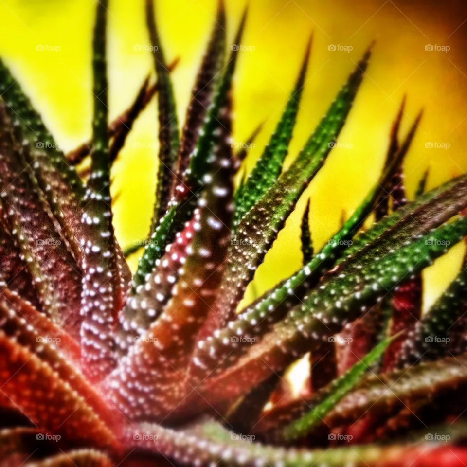 Cactus