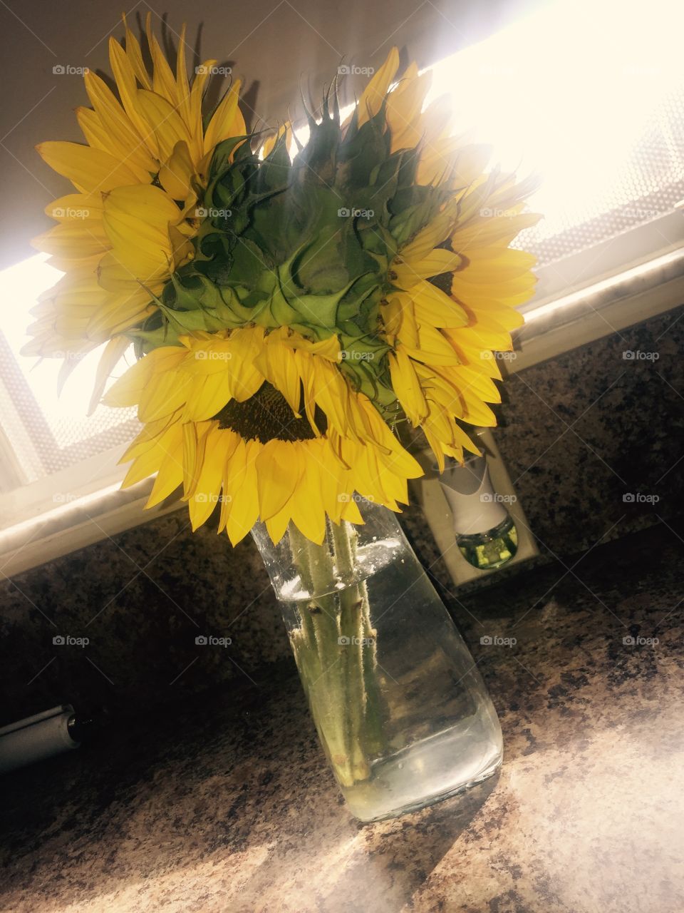 Sunflowers power 🌻