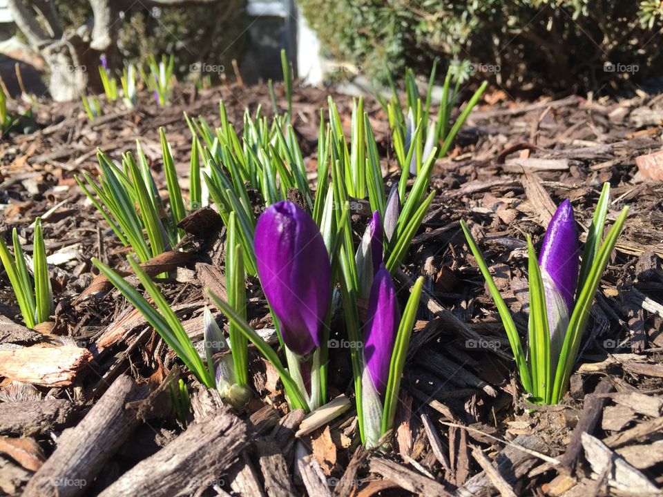 Crocus buds are always the first sign of spring 🌱
