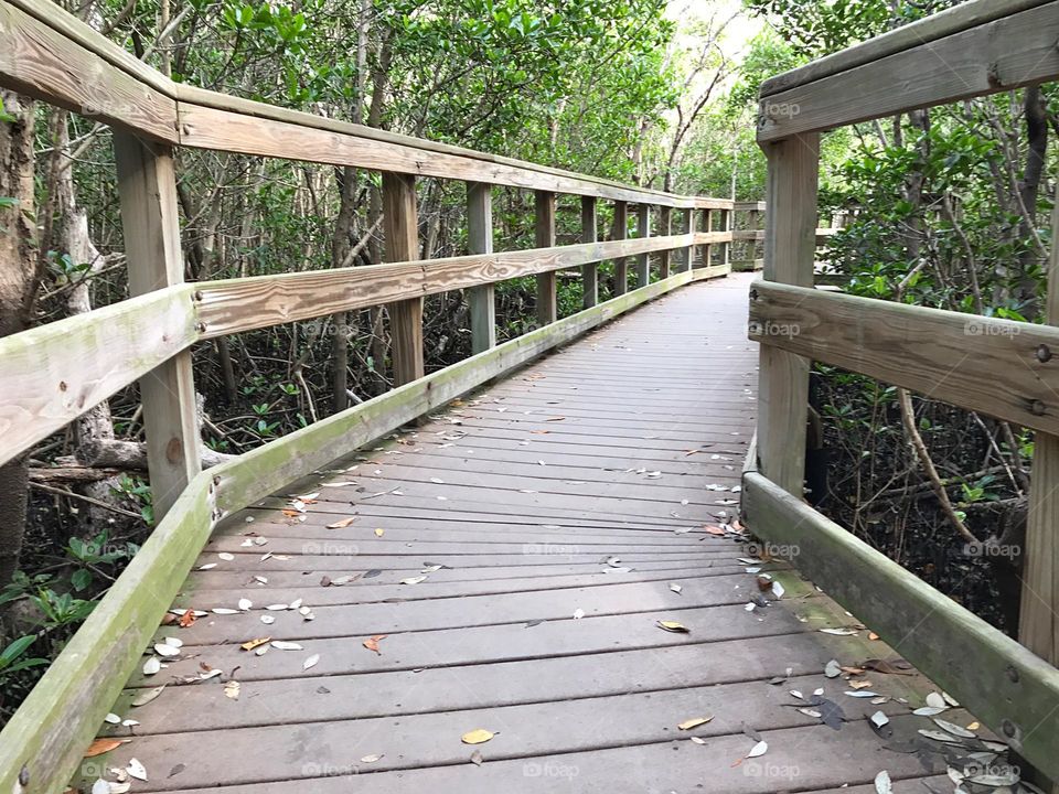 Boardwalk through the wetlands.